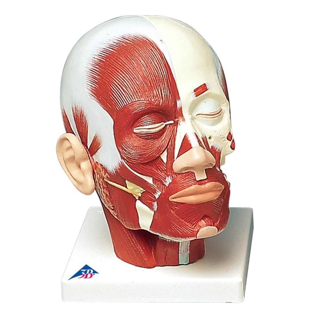 Anatomical Models