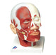 Human head musculature model