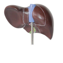 Human anatomy liver model showing external structure and anatomical detail