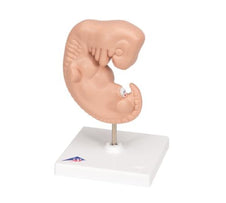 Human embryo anatomy model mounted on display base