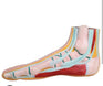 Anatomical foot model showing muscles, tendons and internal foot structure