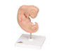 Human embryo anatomy model mounted on display base